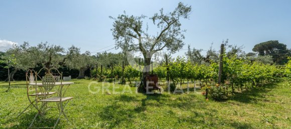 12 bedrooms Villa in Tuoro sul Trasimeno, Italy No. 79796 30