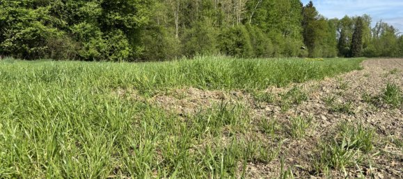 Terreno en Mitterkirchen im Machland, Austria No. 37199 5