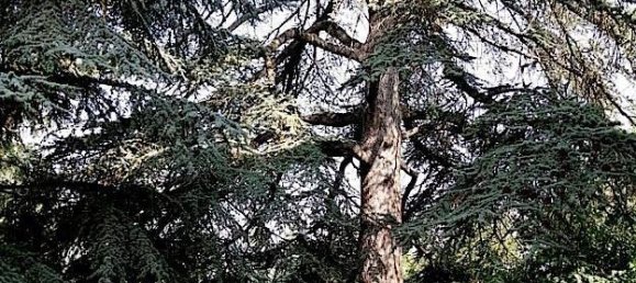 7 rooms Villa in Salsomaggiore Terme, Italy No. 38079 6