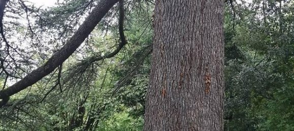 7 rooms Villa in Salsomaggiore Terme, Italy No. 38079 8