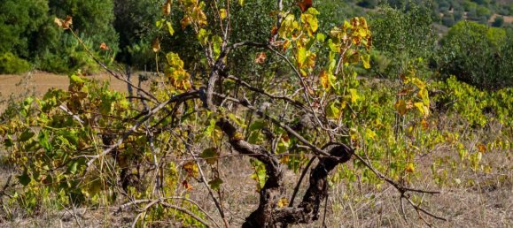 7 Schlafzimmer Haus in Torres Novas, Portugal, Nr. 142155 10