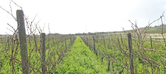 Terrain à Siggiewi, Malta 4900m² No. 13550 3