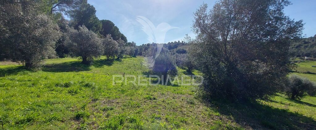 9600m² Land in Santarem, Portugal No. 76112