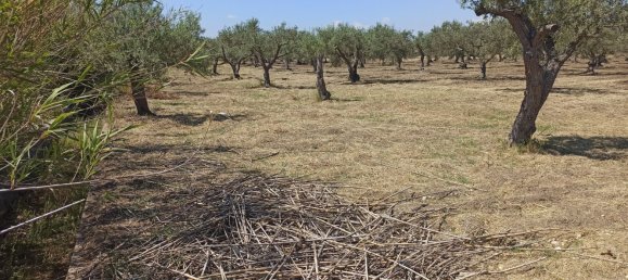 10000m² Land in Noto, Italy No. 68092 10