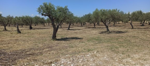 10000m² Land in Noto, Italy No. 68092 14