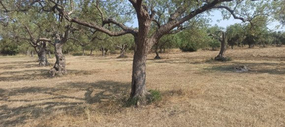 10000m² Land in Noto, Italy No. 68092 5