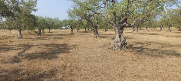 10000m² Land in Noto, Italy No. 68092 7