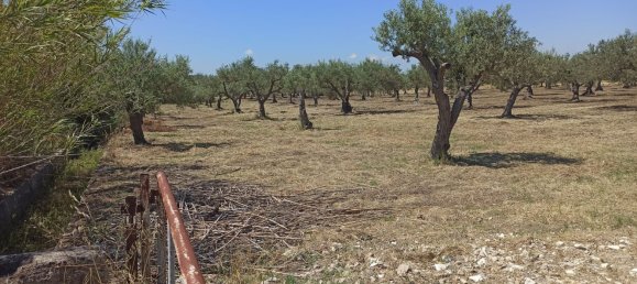 10000m² Land in Noto, Italy No. 68092 15