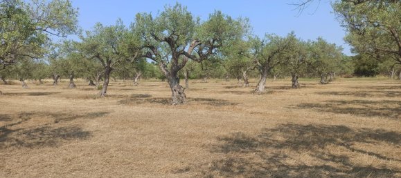 10000m² Land in Noto, Italy No. 68092 8
