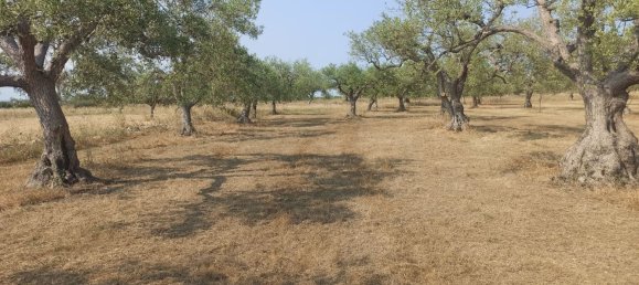 10000m² Land in Noto, Italy No. 68092 9