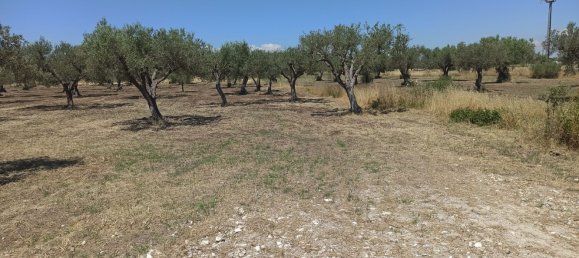 10000m² Land in Noto, Italy No. 68092 12