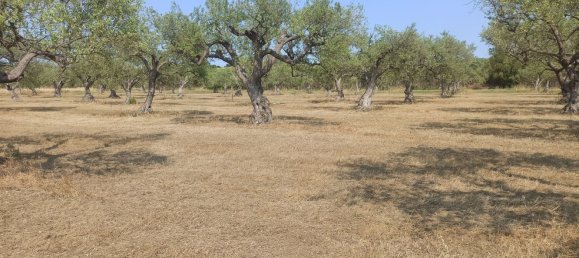 10000m² Land in Noto, Italy No. 68092 4
