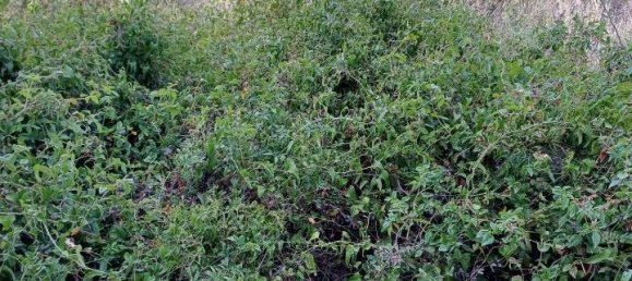 4غرفة قطعة أرض في Syracuse, Italy رقم 244586 3