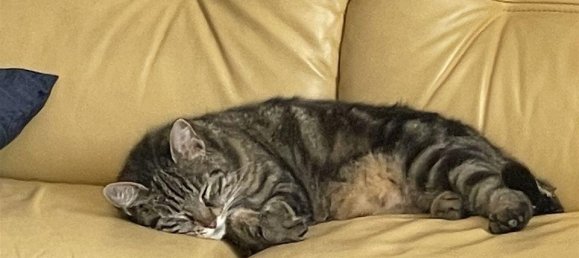  Castillos de 10 habitaciónes en Occitanie, France No. 360846 12