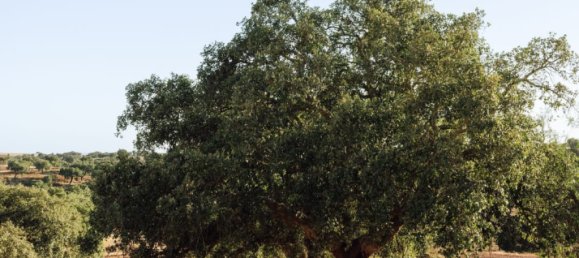 Casa T3 em Beja, Portugal N.º 120562 18