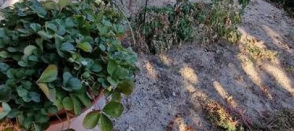 15-Zimmer Haus in Trequanda, Italy, Nr. 88737 50