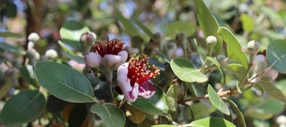 24 rooms Villa in Porto Cesareo, Italy No. 170911 20