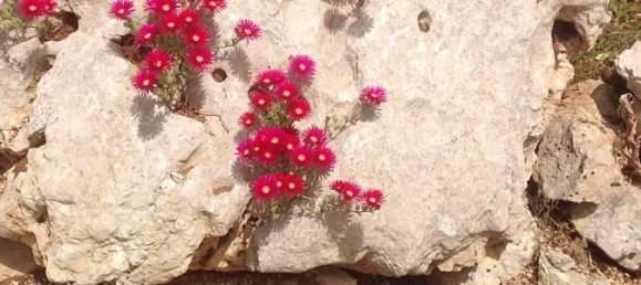 24 rooms Villa in Porto Cesareo, Italy No. 170911 45