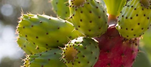 24 rooms Villa in Porto Cesareo, Italy No. 170911 28