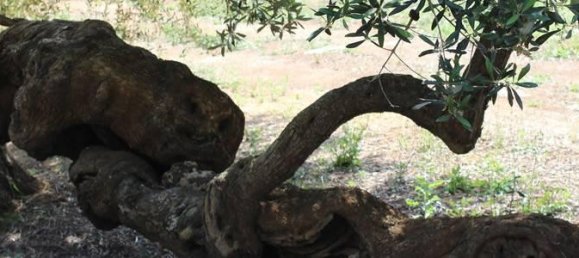 24 rooms Villa in Porto Cesareo, Italy No. 170911 47