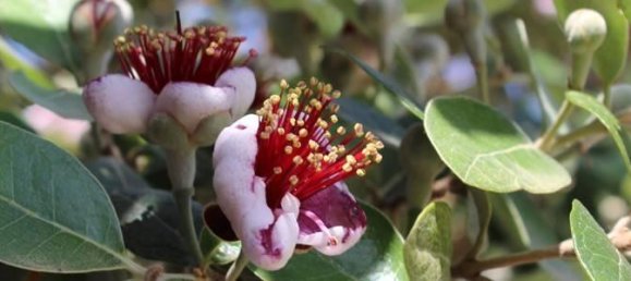 24 rooms Villa in Porto Cesareo, Italy No. 170911 38