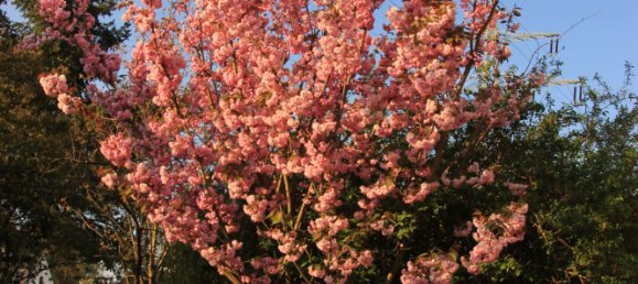 2 غرف نوم تاون هاوس في Bielefeld, Germany رقم 348521 21