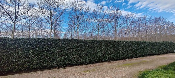 5 rooms House in Grosseto, Italy No. 148908 28