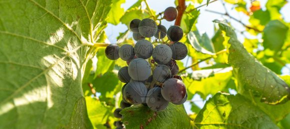 4 Schlafzimmer Haus in Tomar, Portugal, Nr. 21880 24