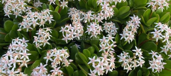 2 Schlafzimmer Stadthaus in Estepona, Spain, Nr. 92462 46