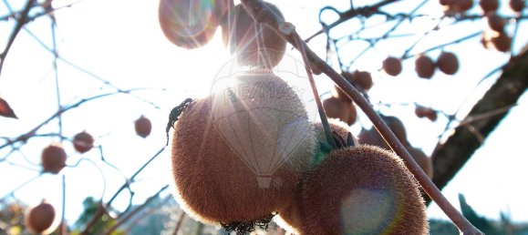 Casa de 2 dormitorios en Santa Marinha do Zezere, Portugal No. 22272 14