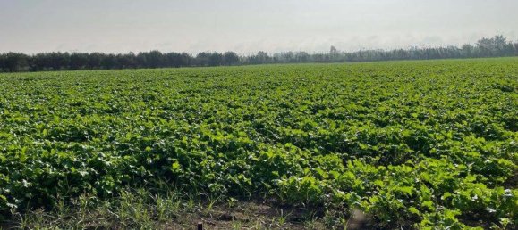 Terreno em Mondragone, Italy 27000 m² N.º 159953 9