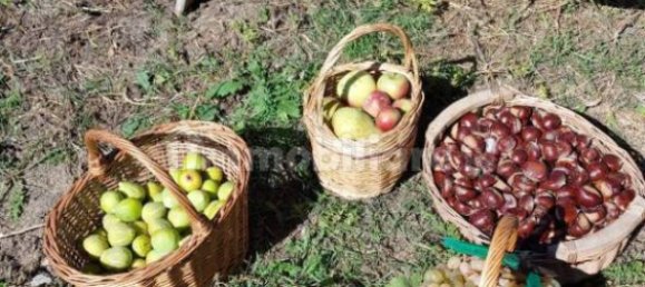 Villa de 8 dormitorios en Fontanarosa, Italy No. 267449 9