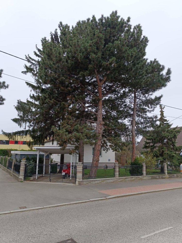 Grundstück in Wien, Austria 635m², Nr. 35928