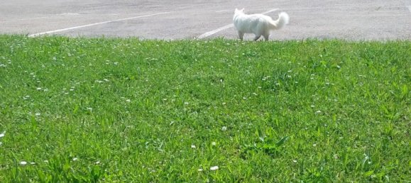 4 rooms House in Castel Bolognese, Italy No. 255159 2