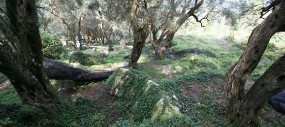 40000m² Hotel in Corfu, Greece No. 7375 14