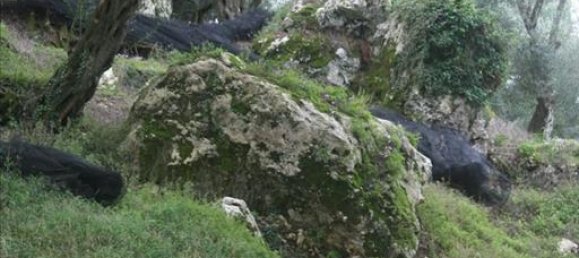 40000m² Hotel in Corfu, Greece No. 7375 22