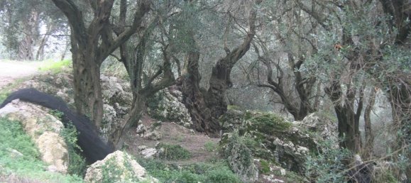 40000m² Hotel in Corfu, Greece No. 7375 21