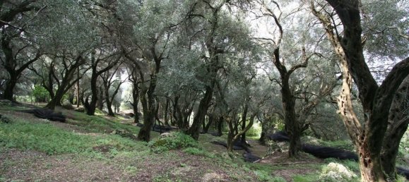 40000m² Hotel in Corfu, Greece No. 7375 18