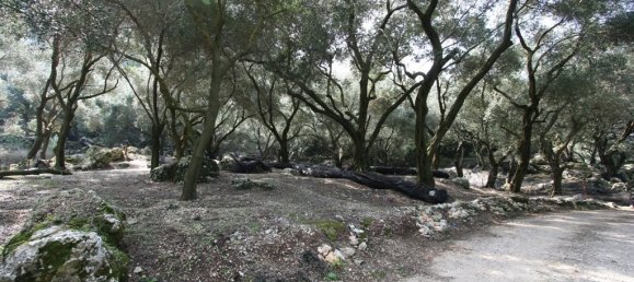 40000m² Hotel in Corfu, Greece No. 7375 2