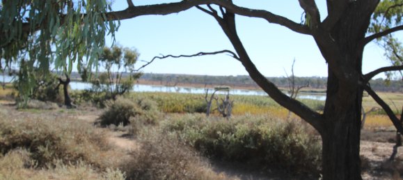 Grundstück in Waikerie, Australia 22220m², Nr. 611 23