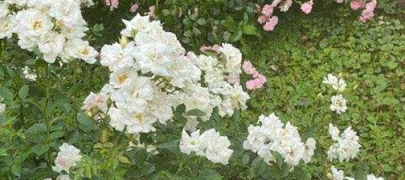 4 rooms Apartment in Vienna, Austria No. 209879 38