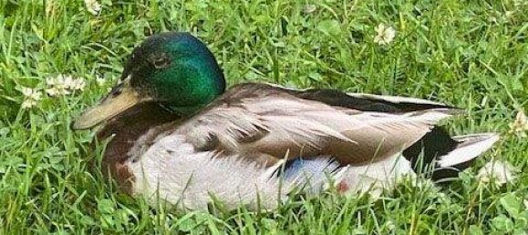 4 rooms Apartment in Vienna, Austria No. 209879 39