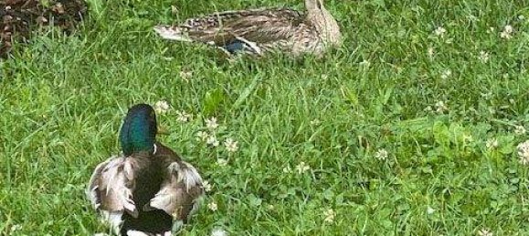 4 rooms Apartment in Vienna, Austria No. 209879 41