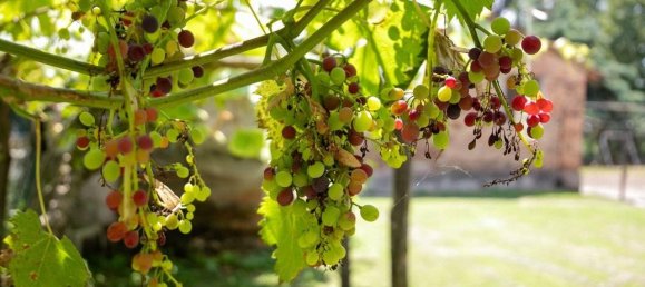 15 rooms House in Colorno, Italy No. 37027 31