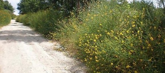 Terrain à Infias, Portugal 2500m² No. 35012 3