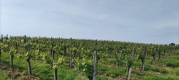 460000m² Land in Montecchio, Italy No. 119726 12