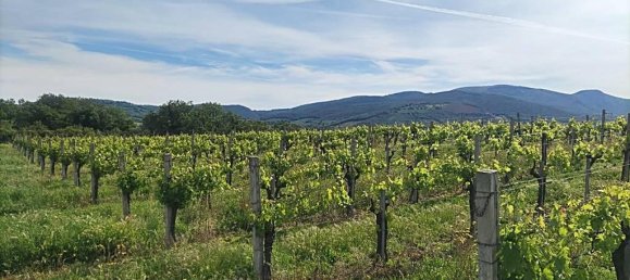 460000m² Land in Montecchio, Italy No. 119726 8