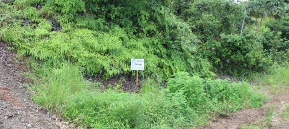  Land in Puerto Jimenez, Costa Rica No. 1689 4