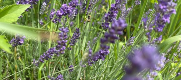 Terreno en Prenzlauer Berg, Germany No. 314350 5