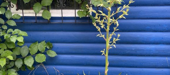 Terreno en Prenzlauer Berg, Germany No. 314350 18